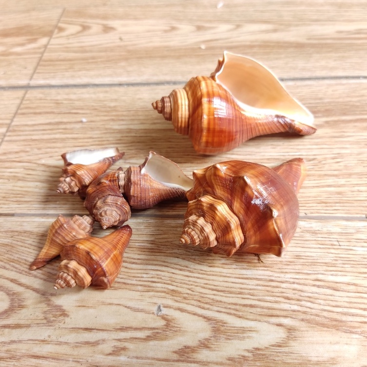 Vỏ ốc đùi gà trang trí màu sắc ngẫu nhiên