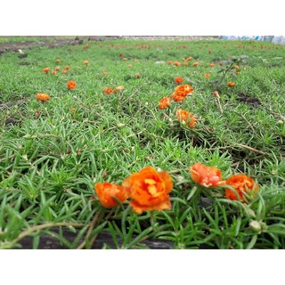 Cành hoa mười giờ _1kg 50k