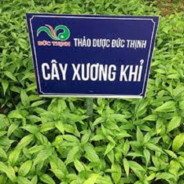 Cây bìm bịp ( Cây xương khỉ) khô 1 kg chữa bệnh ung thư