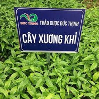 Cây bìm bịp ( Cây xương khỉ) khô 1 kg