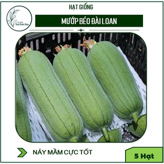Hạt Giống Mướp Béo Đài Loan 5 Hạt