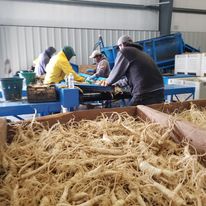 Nhân sâm hàn quốc, sâm tươi hầm gà hàn quốc, 49k/c