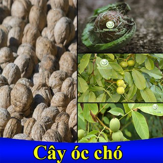 CÂY ÓC CHÓ GIEO HẠT