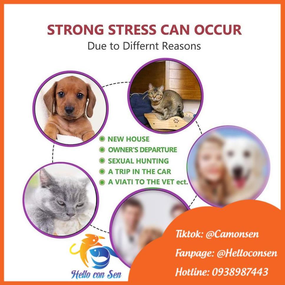 Vòng cổ Giảm Stress cho chó mèo Feliway giảm căng thẳng cho chó mèo hiệu quả an toàn không tác dụng phụ