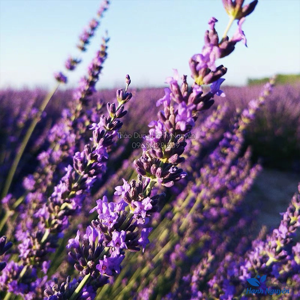 Nụ hoa oải hương khô 500g (Lavender, làm trà hoa, tinh dầu, túi thơm khử mùi) - Thảo Dược Hạnh Nguyên)