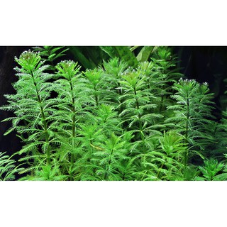 Cây Thủy Sinh Xương Cá