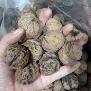 1kg Óc chó Sìn Hồ Lai Châu