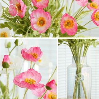 Cành hoa Poppy Trắng