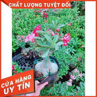 Cây sứ ra hoa củ bự to dáng đẹp