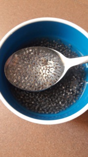 Hạt chia Úc ( đen)