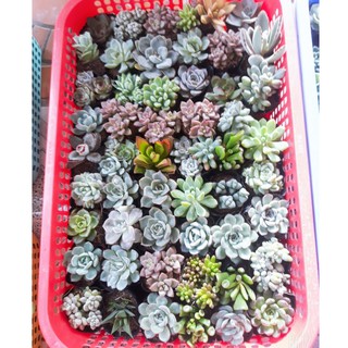 Combo 10 cây sen đá 10 loại - size nhỏ (5-8cm)