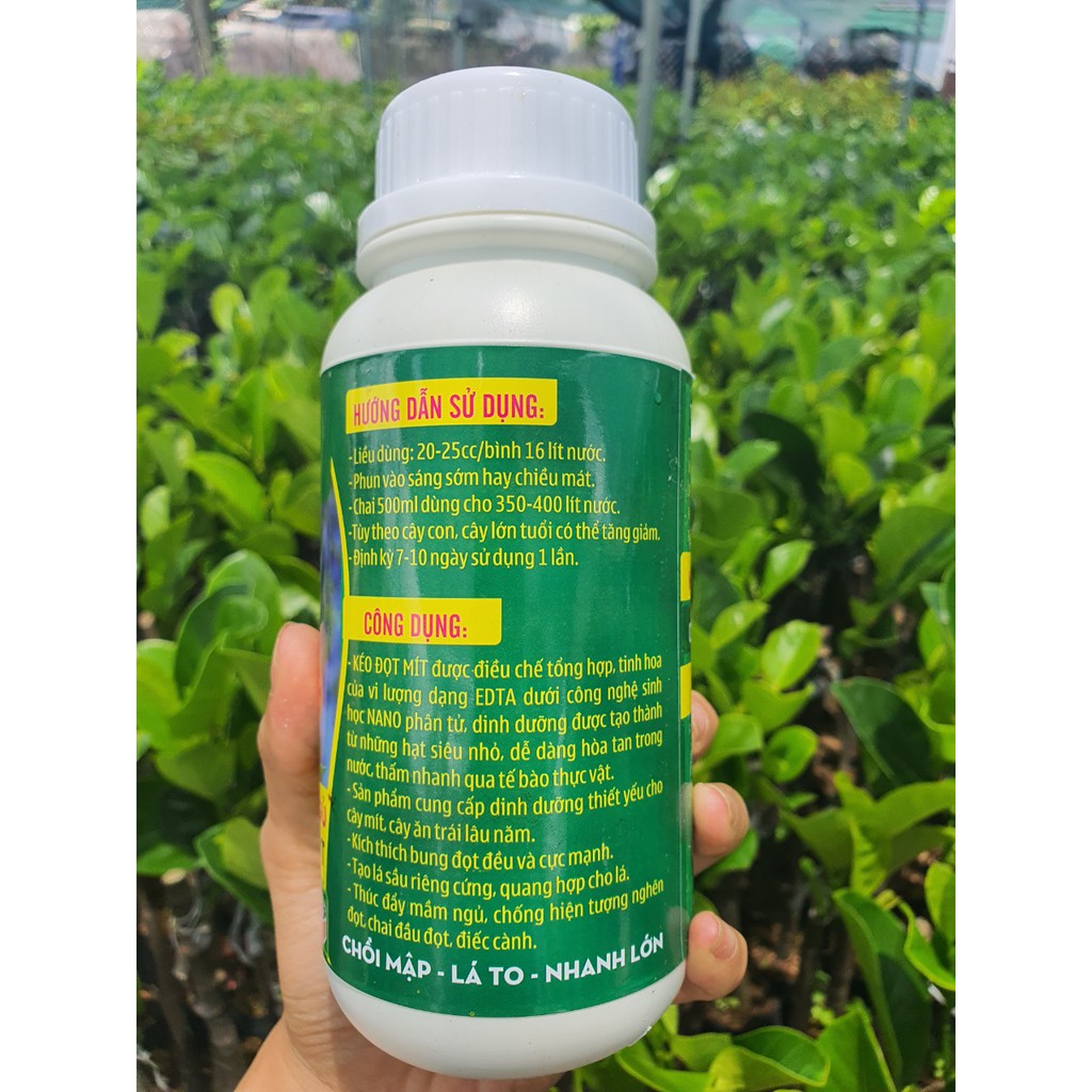 Kéo Đọt Mít Mập Cành Xanh Lá Đánh Thức Mầm Ngủ Đông Ngừa Xì Mủ Chuyên Dành Cho Mít – STCG