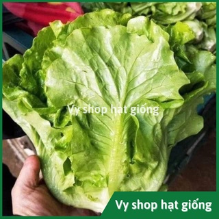  Hạt giống rau xà lách San Chu  Sanchu  siêu giòn ngọt gói 1500 hạt 