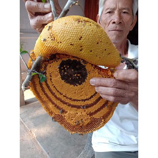 Mật Ong Rừng Nguyên Tổ ( Loại Ong Ruồi )