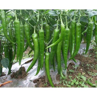 Cây Giống Ớt Sừng