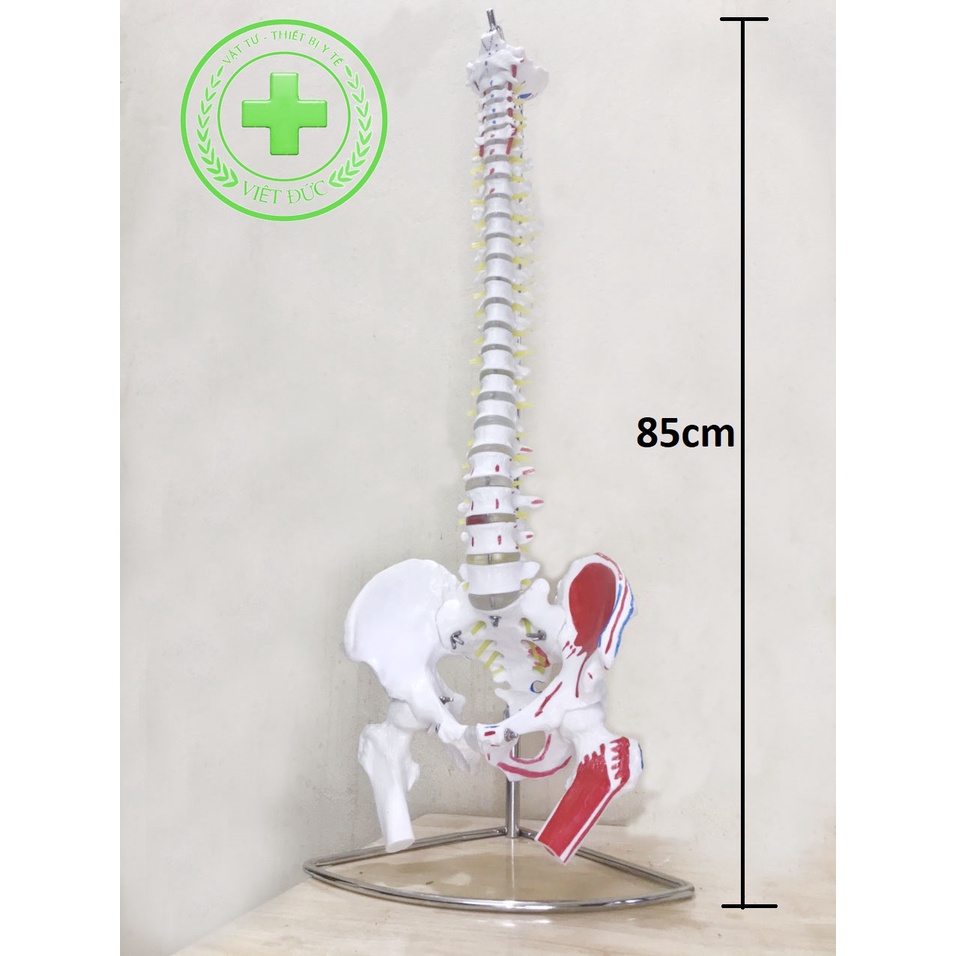 Mô hình xương cột sống 85cm- 2 màu mô phỏng rõ ràng