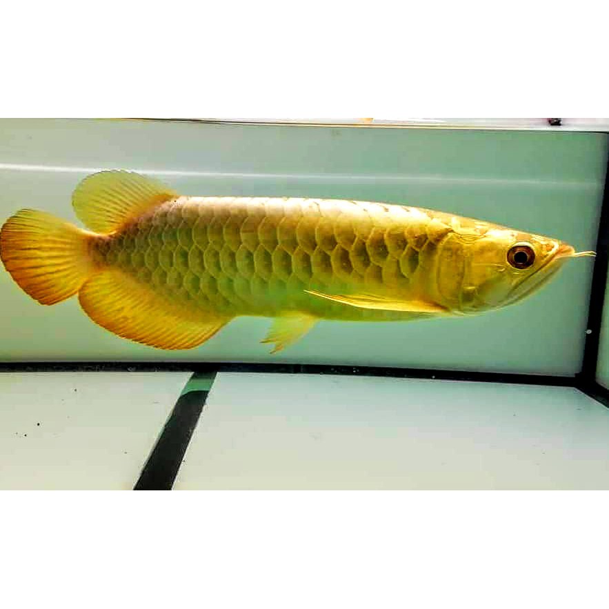 CZ31  - Arowana color enhancer - Solid gold