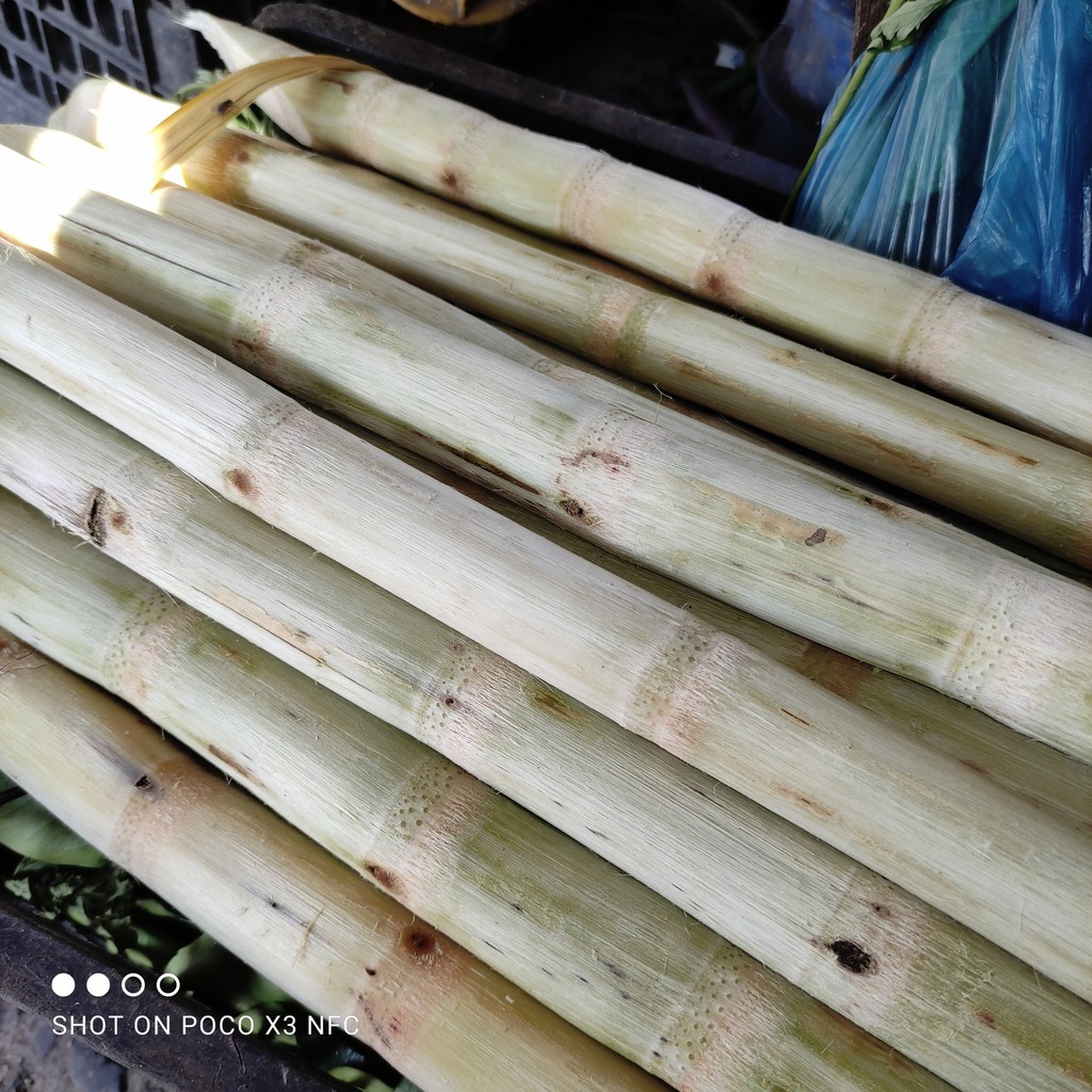 Sâm mía lau (thảo mộc tươi) các nguyên liệu tự chọn đồng giá 5k