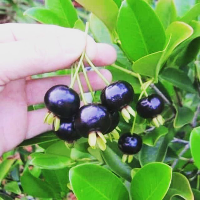 Cherry lùn brazil chịu nhiệt  1 năm cho trái