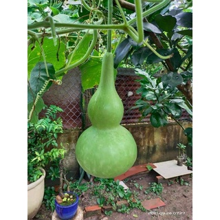 2 Gr HẠT GIỐNG BẦU HỒ LÔ