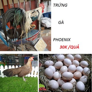 Trứng Gà Phoenix _ Ấp Nở Con giống _ Tỷ lệ nở cao