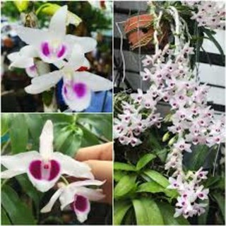 cốc Phi điệp(giả hạc) 5 cánh trắng 5ct phú thọ hàng gieo hạt