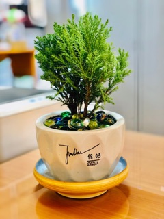 CHẬU SỨ TRẮNG TRỒNG CÂY