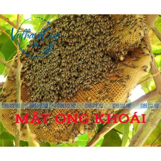 Mật Ong Rừng Tự Nhiên(100% Mật ong khoái- Mật ong ruồi)