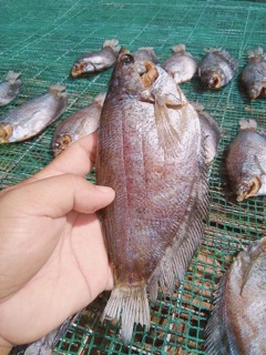 Cá sặc lạt