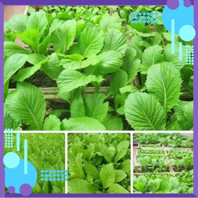 🌿🌿🌿 HẠT GIỐNG CẢI MƠ LÙN 🌿🌿🌿 .