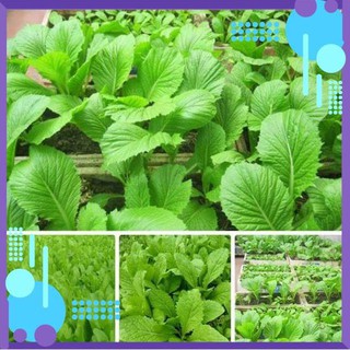 🌿🌿🌿 HẠT GIỐNG CẢI MƠ LÙN 🌿🌿🌿 .