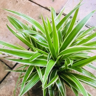 Cụm cây cỏ lan chi