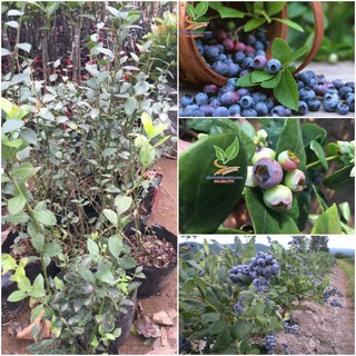 Cây Việt Quất - Hàng đang có hoa + quả