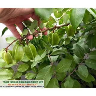 Cây Giống Khế Ngọt