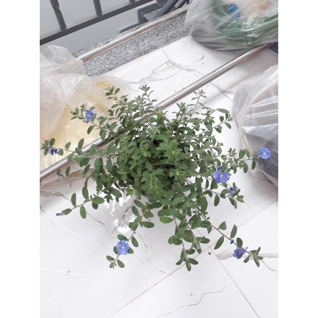 Caykiengsadec - Hoa Thanh Tú - Cây cảnh sân vườn