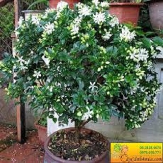 Bầu cây nguyệt quế thoát thân siêu đẹp, hoa siêu thơm size to 60cm ảnh thật