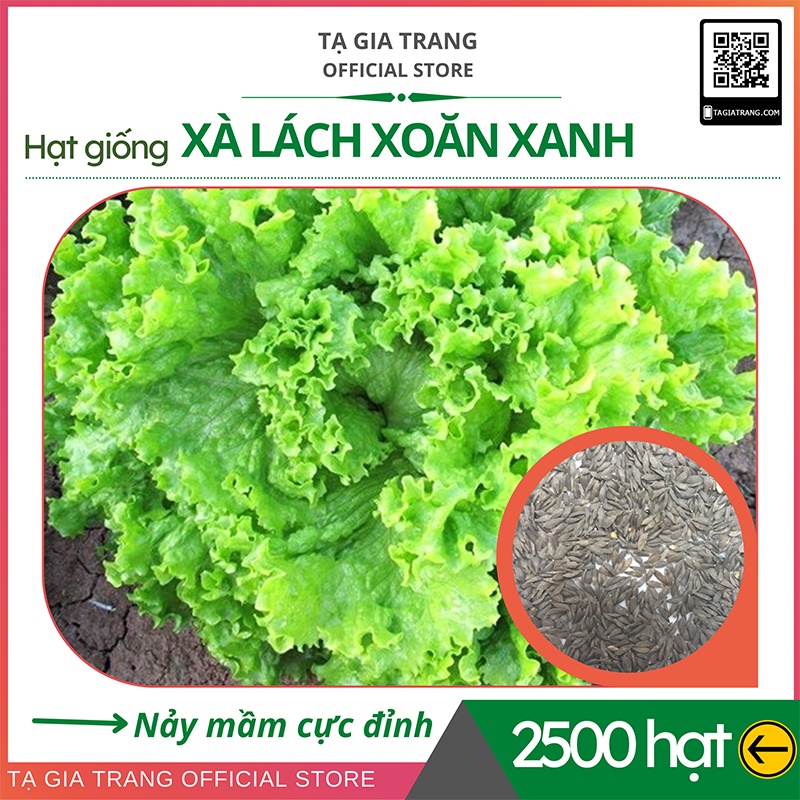 Hạt giống rau xà lách xoăn xanh - Shop hạt giống Tạ Gia Trang