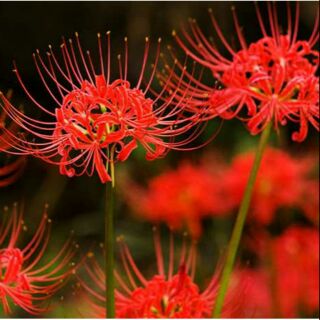 Củ giống bỉ ngạn hoa