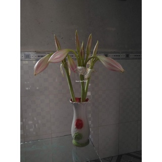 Củ giống hoa trinh nữ hoàn cung