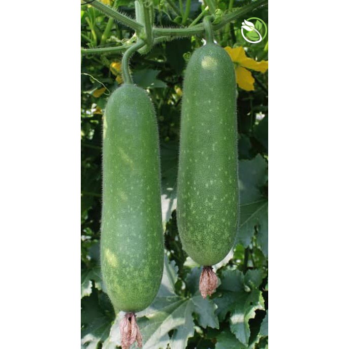 Hạt Giống Bí Đao F1 WG-9 Phú Nông - Gói 0.2g - Wax Gourd