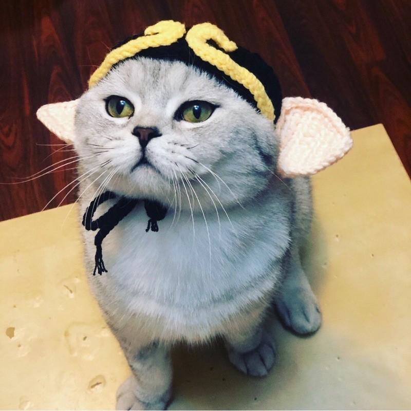 [GIÁ SỐC] Quần Áo Cosplay Trư Bát Giới cho Chó Mèo xinh xắn -  Gogi MEOW MART