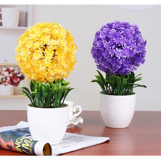 Combo 4 chậu hoa cẩm tú cầu