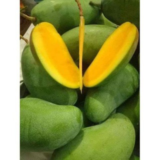 Cây 🌲 Xoài thái ...hạt lép cao 1m4