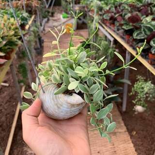 Cây hạt dưa trồng trong con ốc