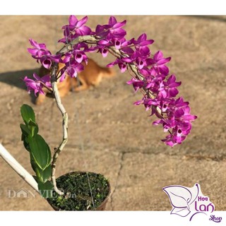 Lan Trầm Hiếm  🎁Mua 3 Tặng 1🎁  Hoa Cực Thơm [ Cây Giống ]