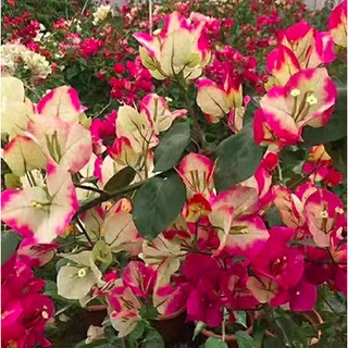Cây hoa giấy Ấn Độ - giống bông giấy cho hoa đổi màu đặc sắc - Trang Flowers