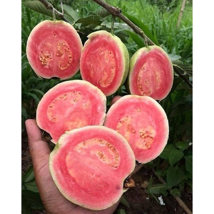 Cây giống ổi lùn trồng chậu