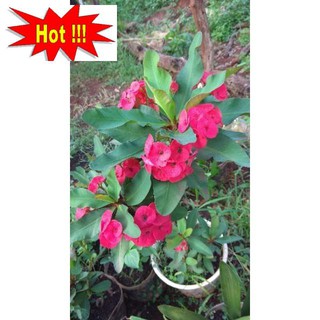 Hạt Giống Xương Rồng Bát Tiên 20h