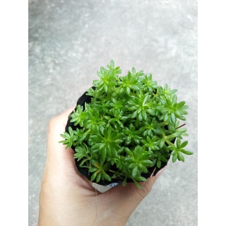 Sedum xanh size bầu