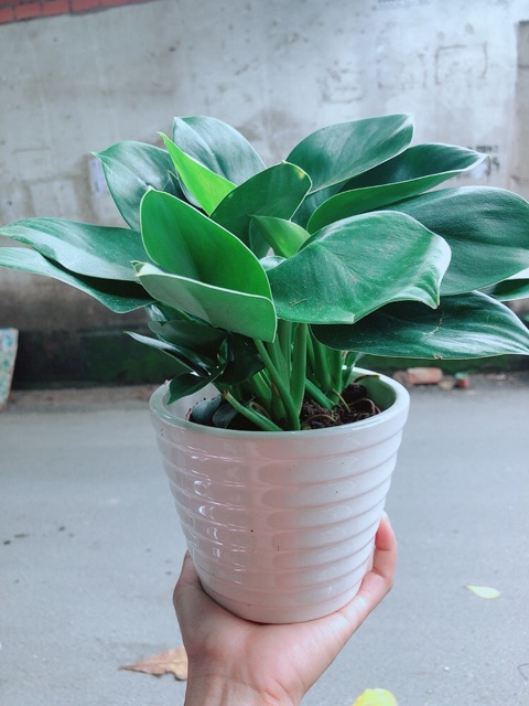 Trầu Bà Đế Vương Xanh Kèm Chậu Sứ